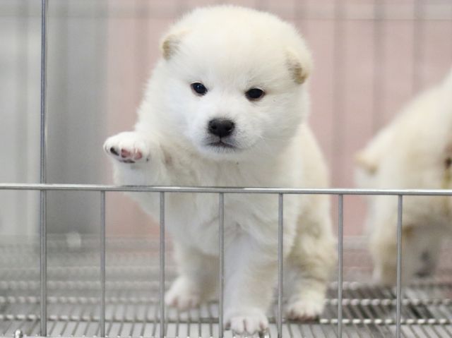 FP5A6930-puppy FP5A6930-puppy