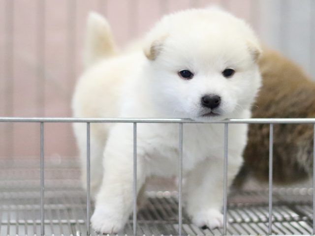 飼い主様決定の子犬 ID2819白オス | 【柴犬.net】柴犬専門 飼い主様決定の子犬 ID2819白オス | 【柴犬.net】柴犬専門