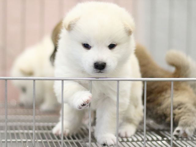 FP5A6956-puppy FP5A6956-puppy