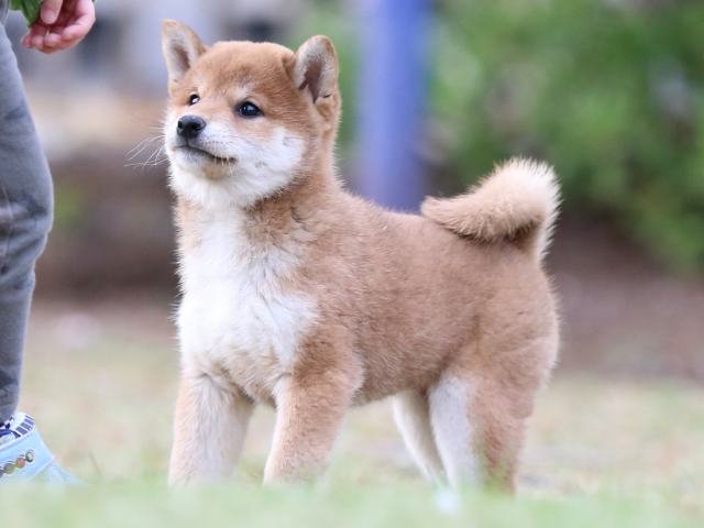 FP5A7020-puppy FP5A7020-puppy