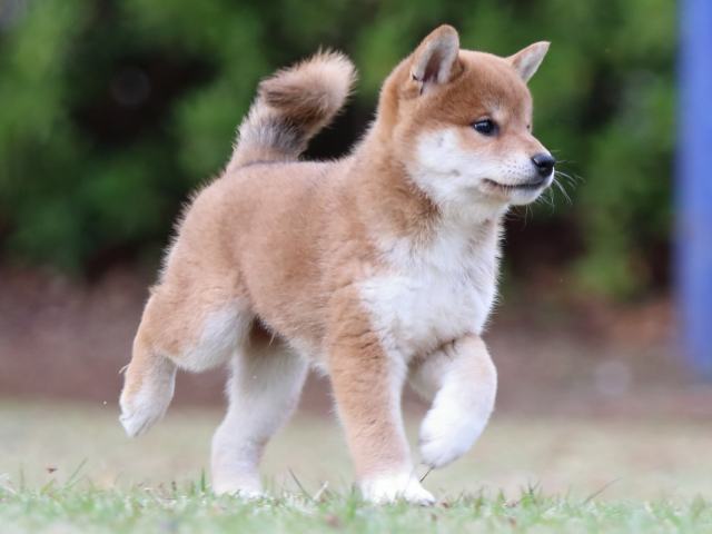 FP5A7028-puppy FP5A7028-puppy