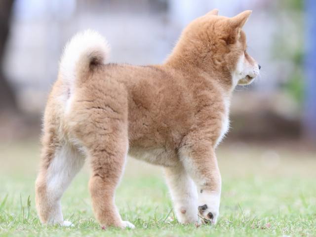 FP5A7038-puppy FP5A7038-puppy