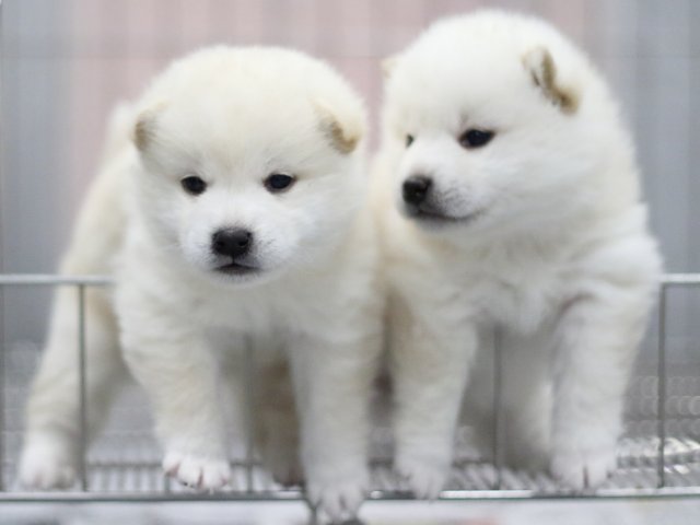 FP5A7040-puppy FP5A7040-puppy