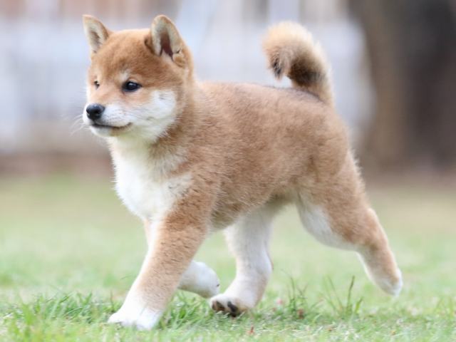 FP5A7041-puppy FP5A7041-puppy