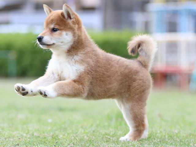 FP5A7052-puppy FP5A7052-puppy