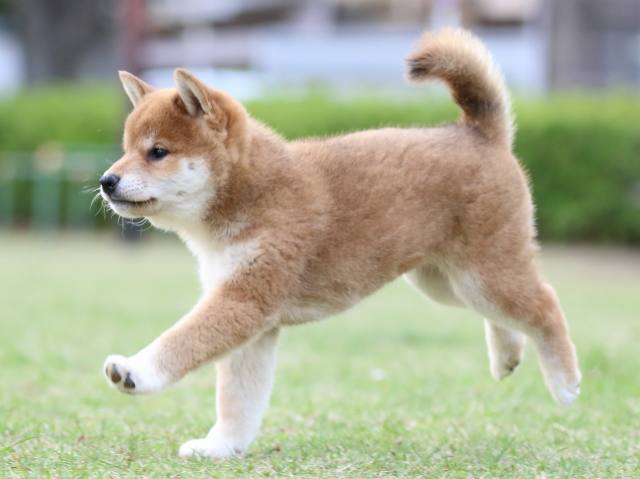 FP5A7053-puppy FP5A7053-puppy