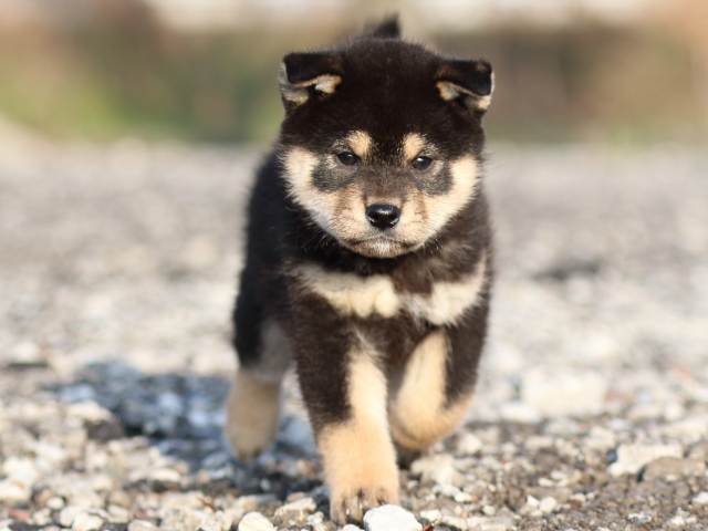 FP5A8150-puppy FP5A8150-puppy