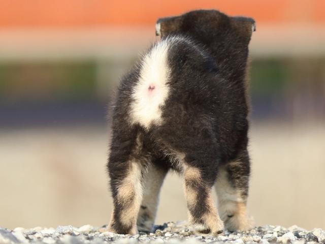 FP5A8163-puppy FP5A8163-puppy