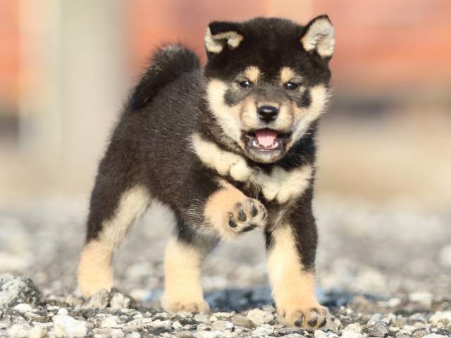 FP5A8198-puppy FP5A8198-puppy
