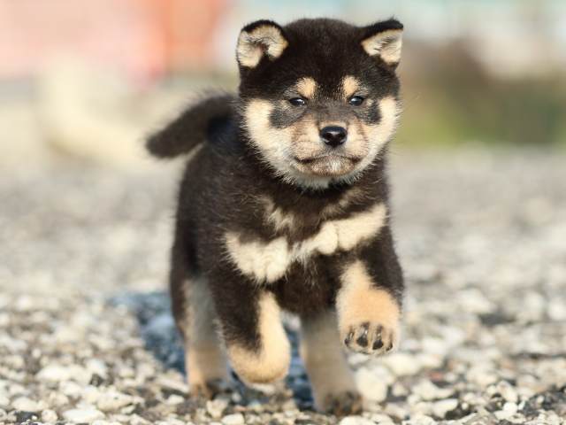 FP5A8211-puppy FP5A8211-puppy