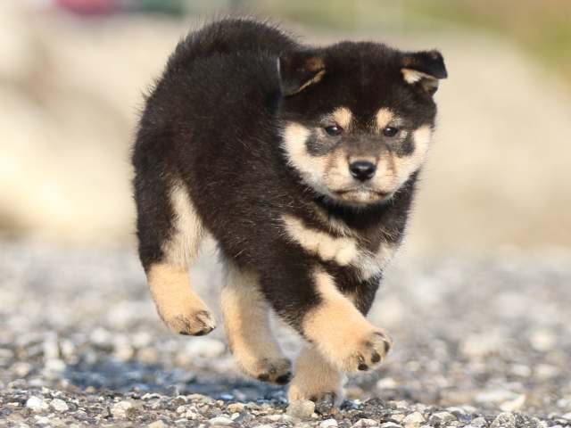 FP5A8324-puppy FP5A8324-puppy