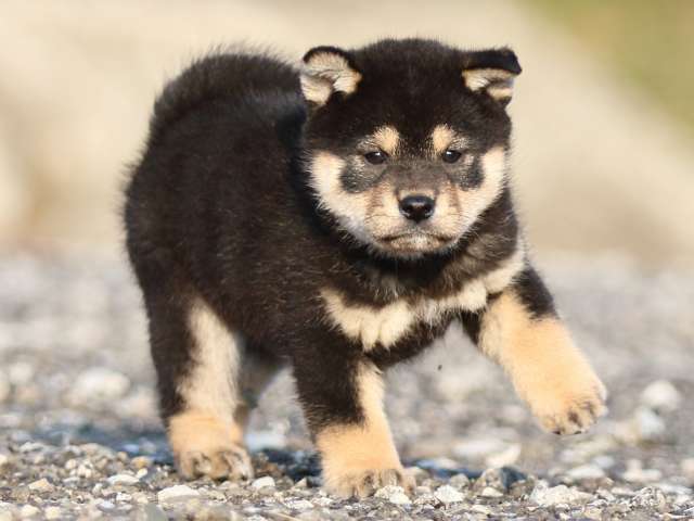 FP5A8325-puppy FP5A8325-puppy