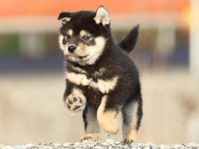 FP5A8373-puppy FP5A8373-puppy