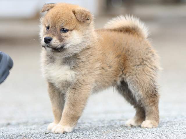 FP5A8548-puppy FP5A8548-puppy