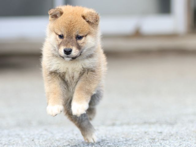 FP5A8553-puppy FP5A8553-puppy