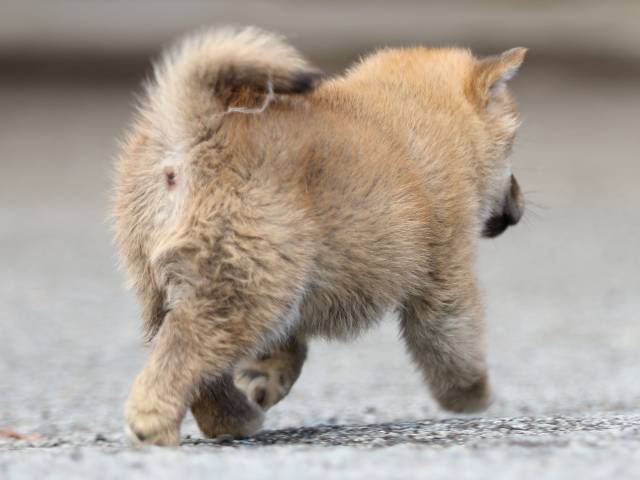 FP5A8569-puppy FP5A8569-puppy