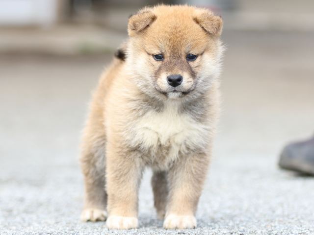 FP5A8586-puppy FP5A8586-puppy