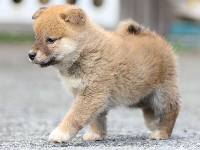 FP5A8622-puppy FP5A8622-puppy