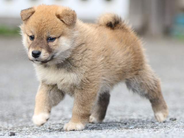 FP5A8624-puppy FP5A8624-puppy