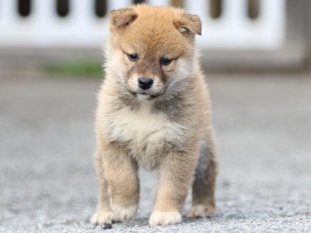 FP5A8629-puppy FP5A8629-puppy