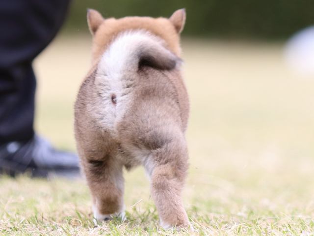 FP5A8809-puppy FP5A8809-puppy