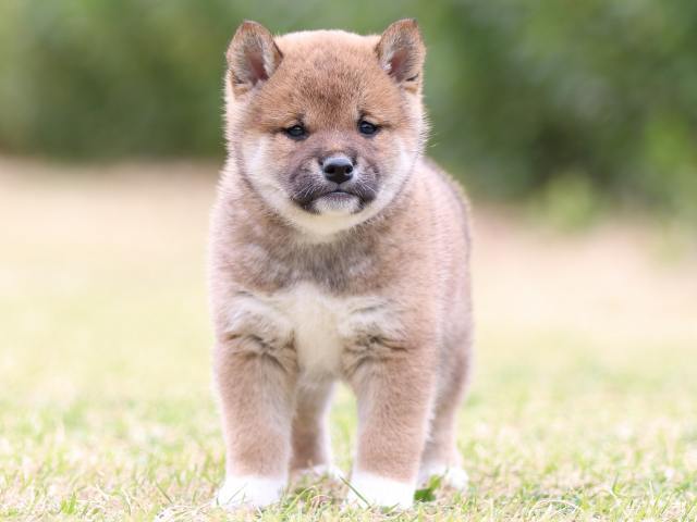FP5A8837-puppy FP5A8837-puppy