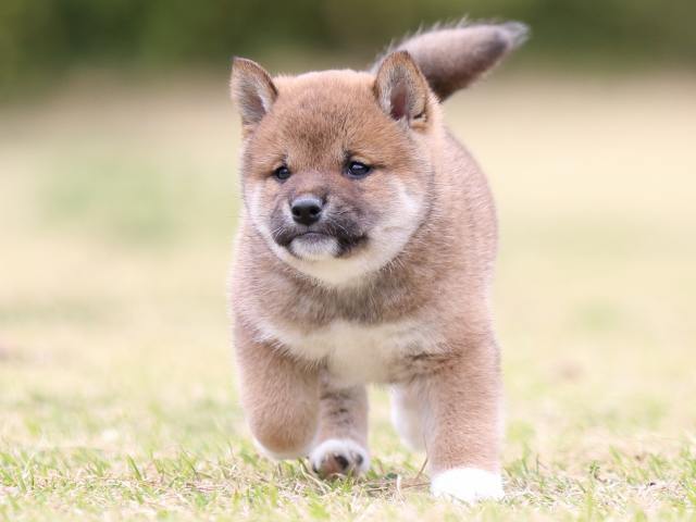 FP5A8881-puppy FP5A8881-puppy