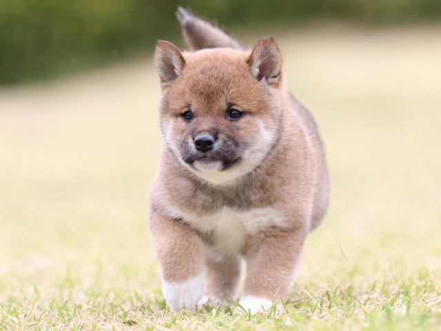 FP5A8897-puppy FP5A8897-puppy