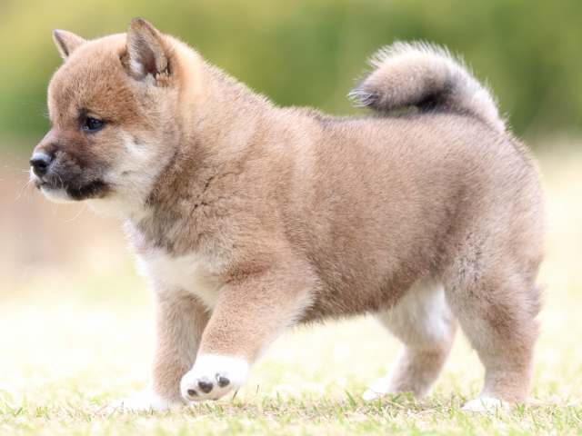 FP5A8936-puppy FP5A8936-puppy