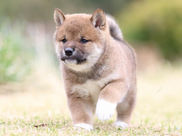 FP5A8946-puppy FP5A8946-puppy