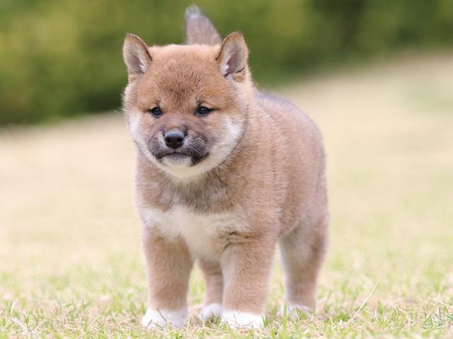 FP5A8994-puppy FP5A8994-puppy