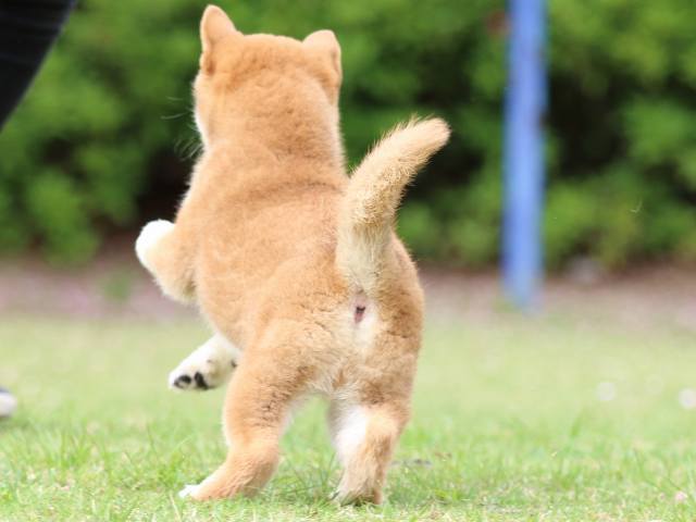 FP5A9302-puppy FP5A9302-puppy
