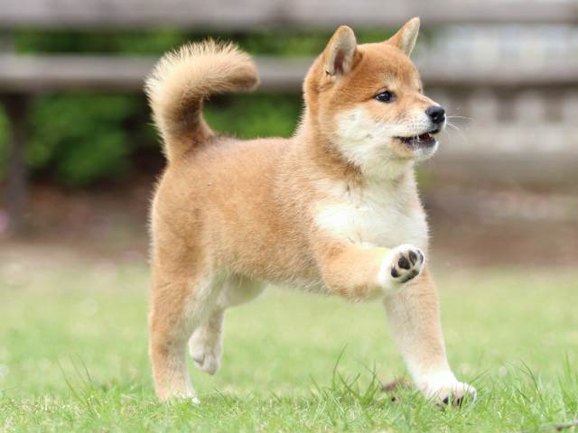 FP5A9354-puppy FP5A9354-puppy