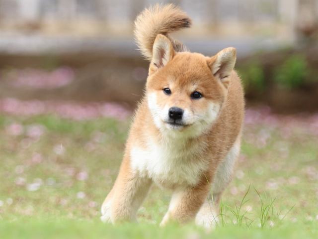 FP5A9384-puppy FP5A9384-puppy