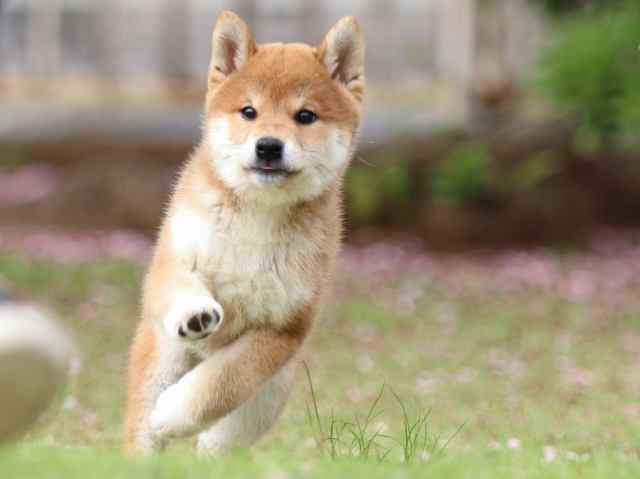 FP5A9385-puppy FP5A9385-puppy