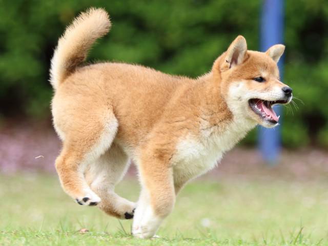 FP5A9390-puppy FP5A9390-puppy
