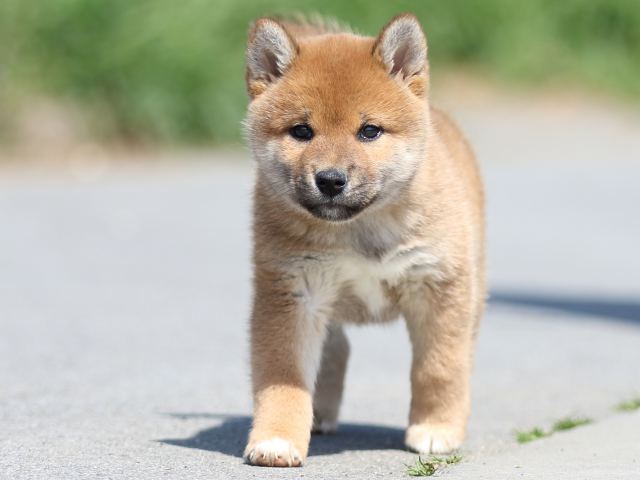 FP5A9428-puppy FP5A9428-puppy
