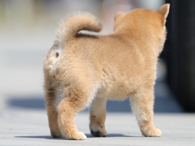 FP5A9462-puppy FP5A9462-puppy