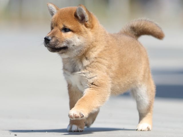 FP5A9464-puppy FP5A9464-puppy