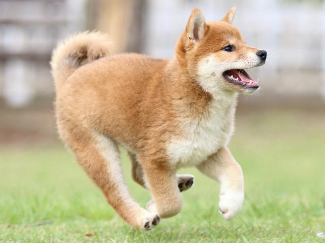 FP5A9492-puppy FP5A9492-puppy