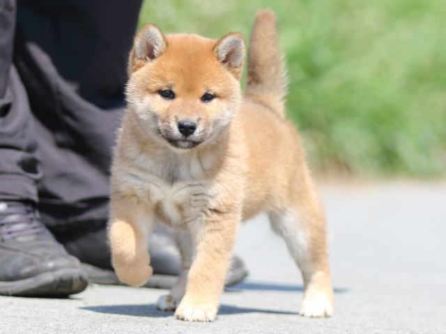 FP5A9497-puppy FP5A9497-puppy