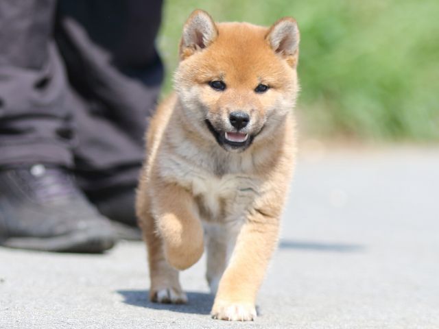 FP5A9503-puppy FP5A9503-puppy