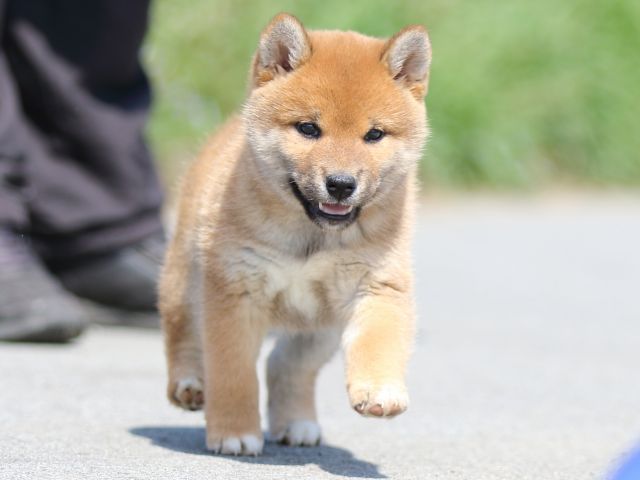 FP5A9505-puppy FP5A9505-puppy