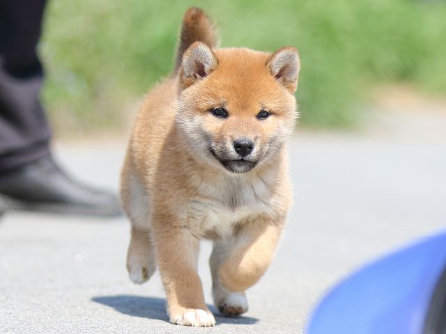 FP5A9507-puppy FP5A9507-puppy