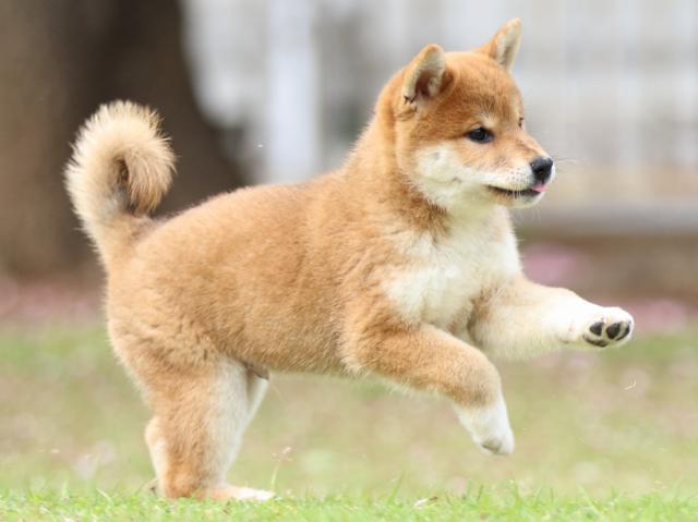 FP5A9512-puppy FP5A9512-puppy