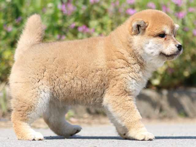 FP5A9579-puppy FP5A9579-puppy