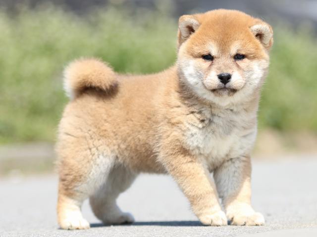 FP5A9590-puppy FP5A9590-puppy