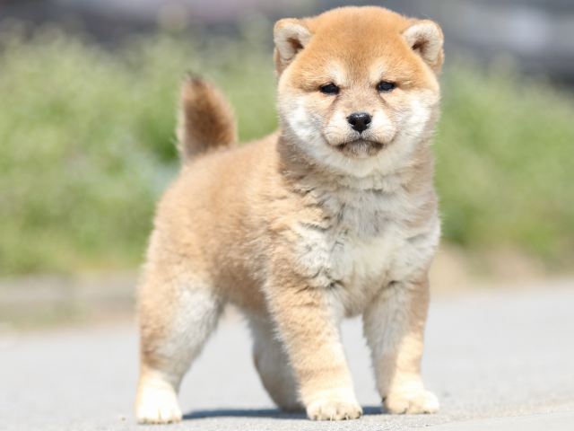 FP5A9592-puppy FP5A9592-puppy