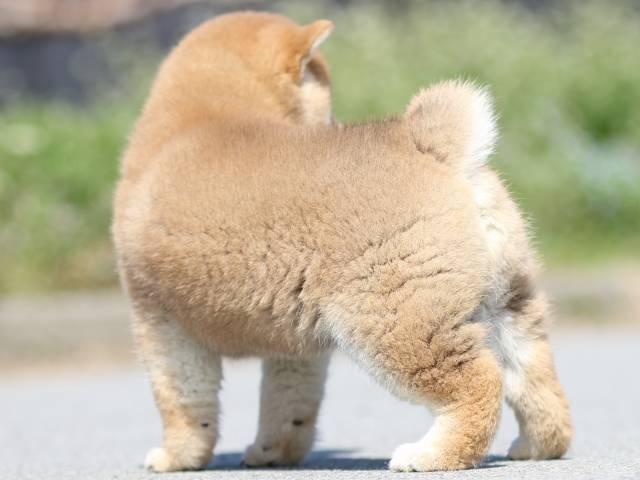FP5A9596-puppy FP5A9596-puppy