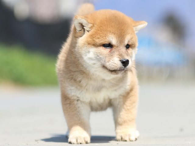 FP5A9603-puppy FP5A9603-puppy